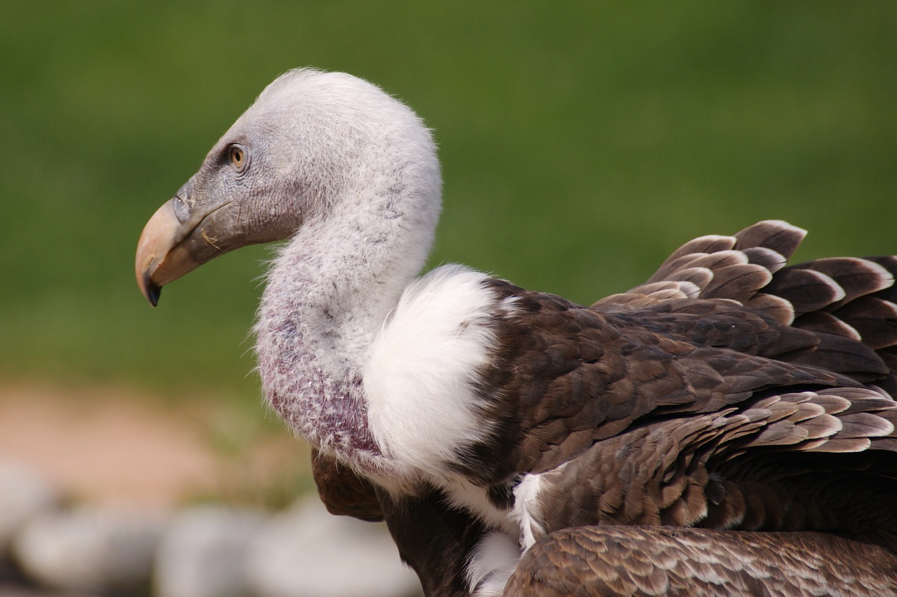 Download free photo of Vulture,scavengers,raptor,bill,feather - from needpix.com