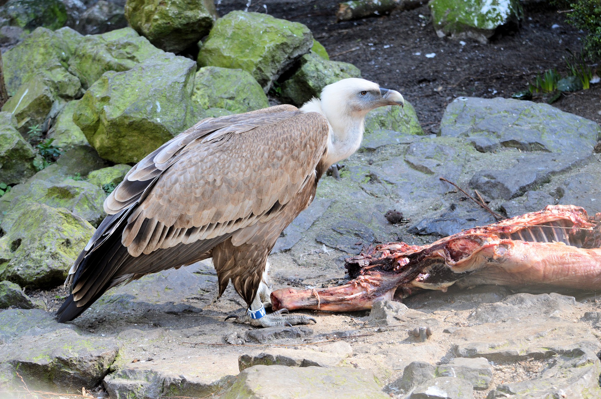 vulture food eating free photo