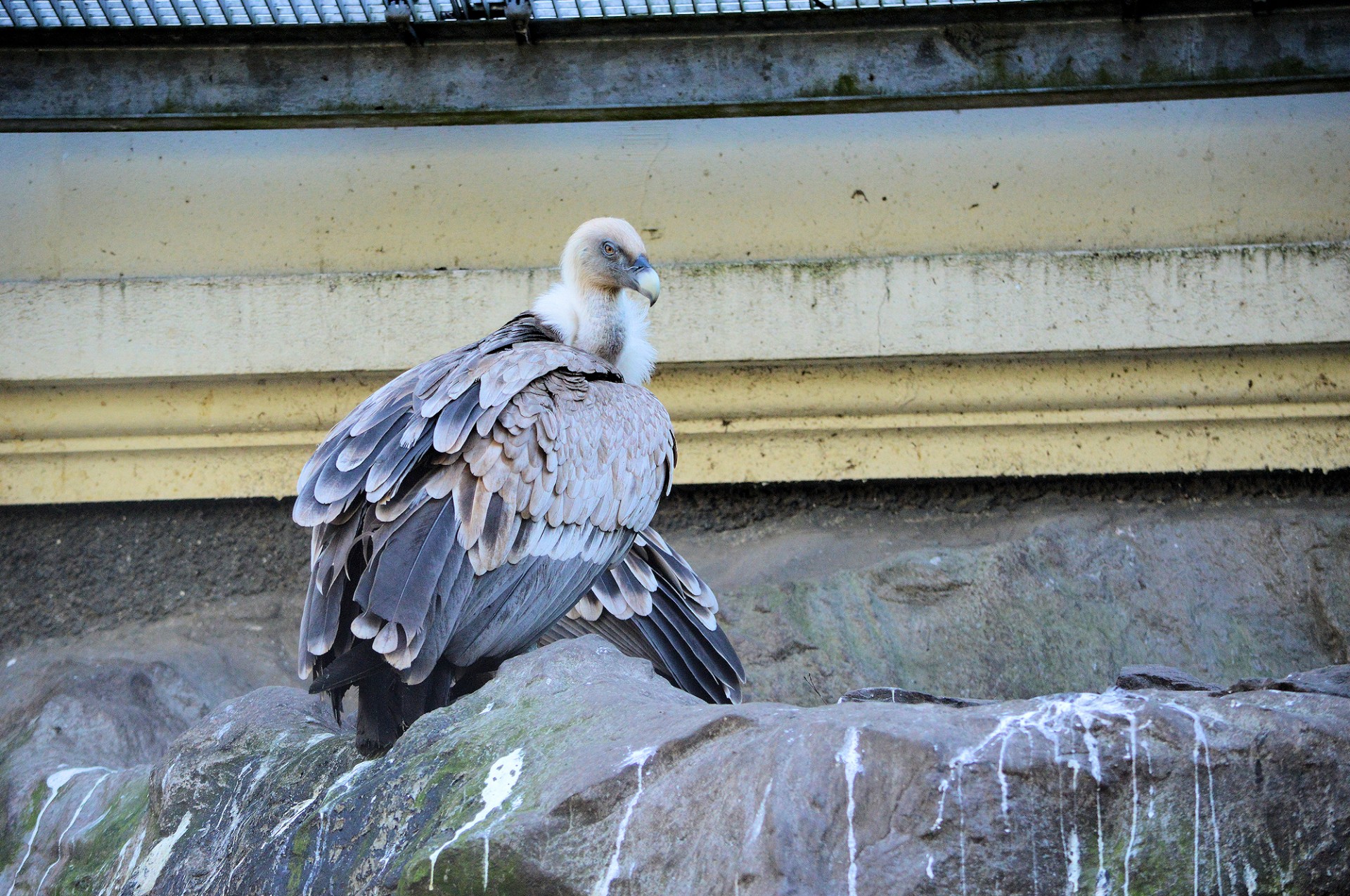 vulture animal zoo free photo