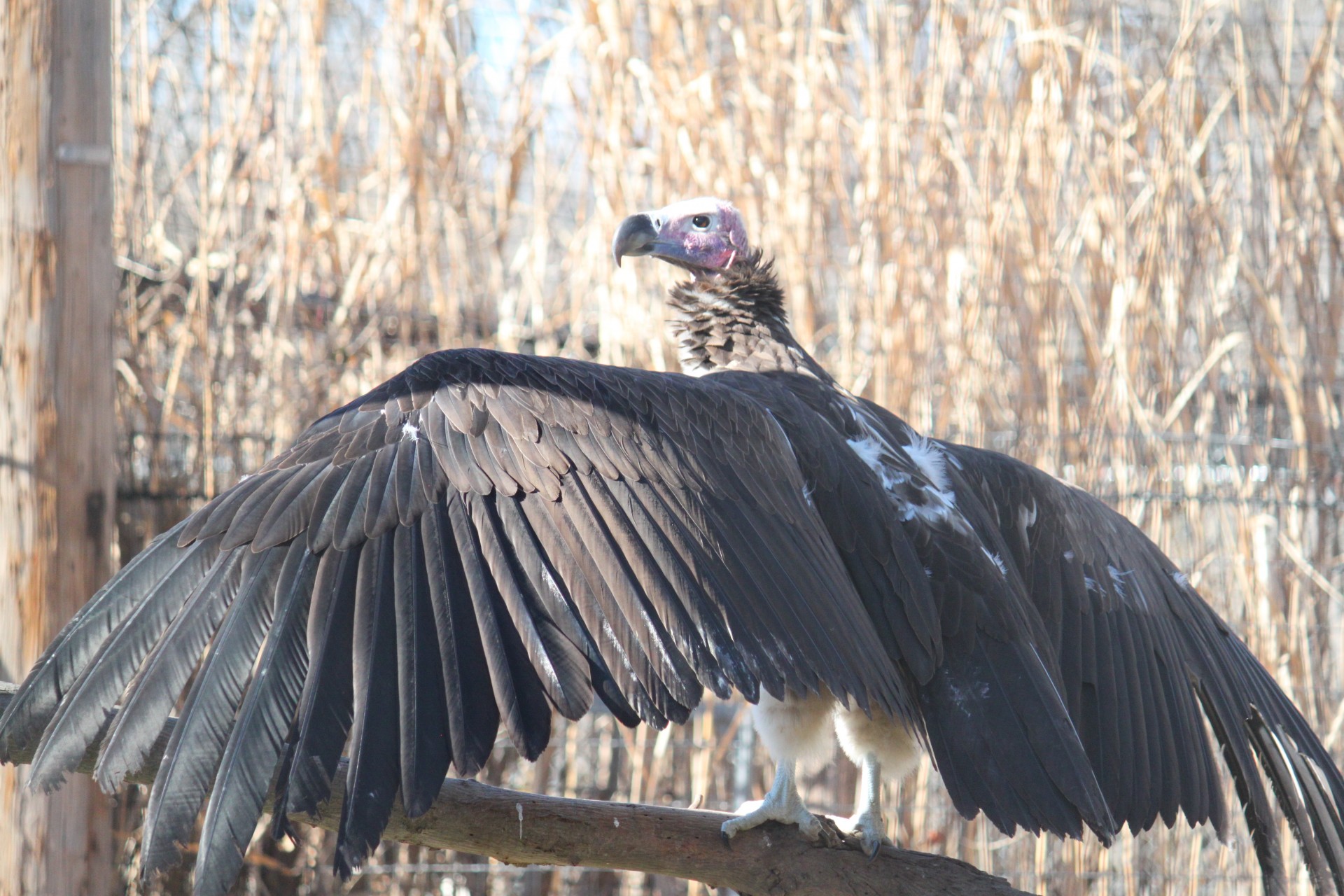 vulture bird birds free photo