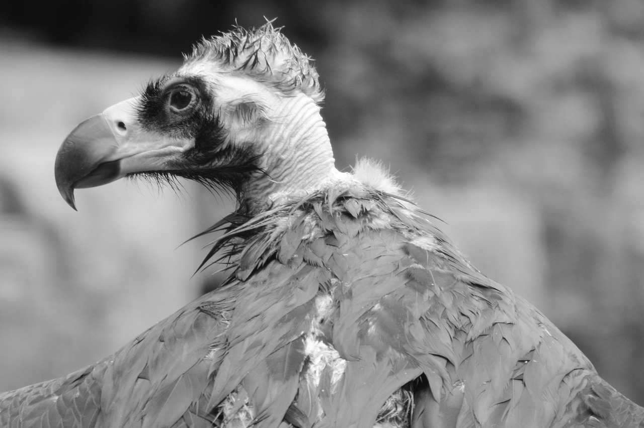 vulture animal bird free photo