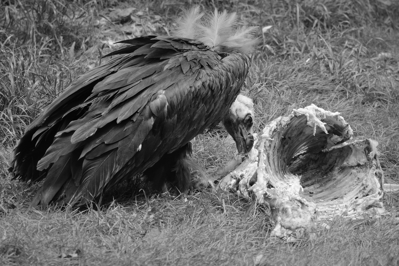 vulture animal bird free photo