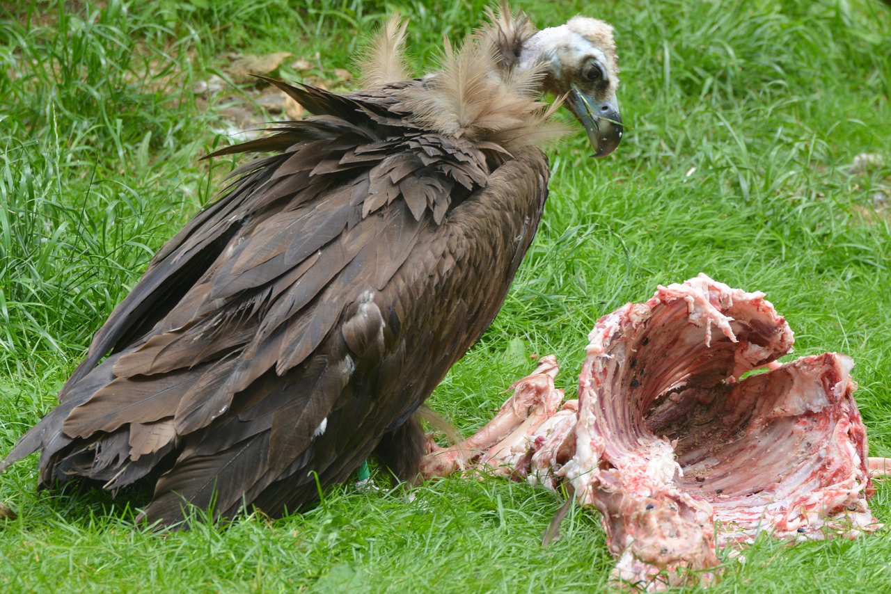 vulture animal bird free photo