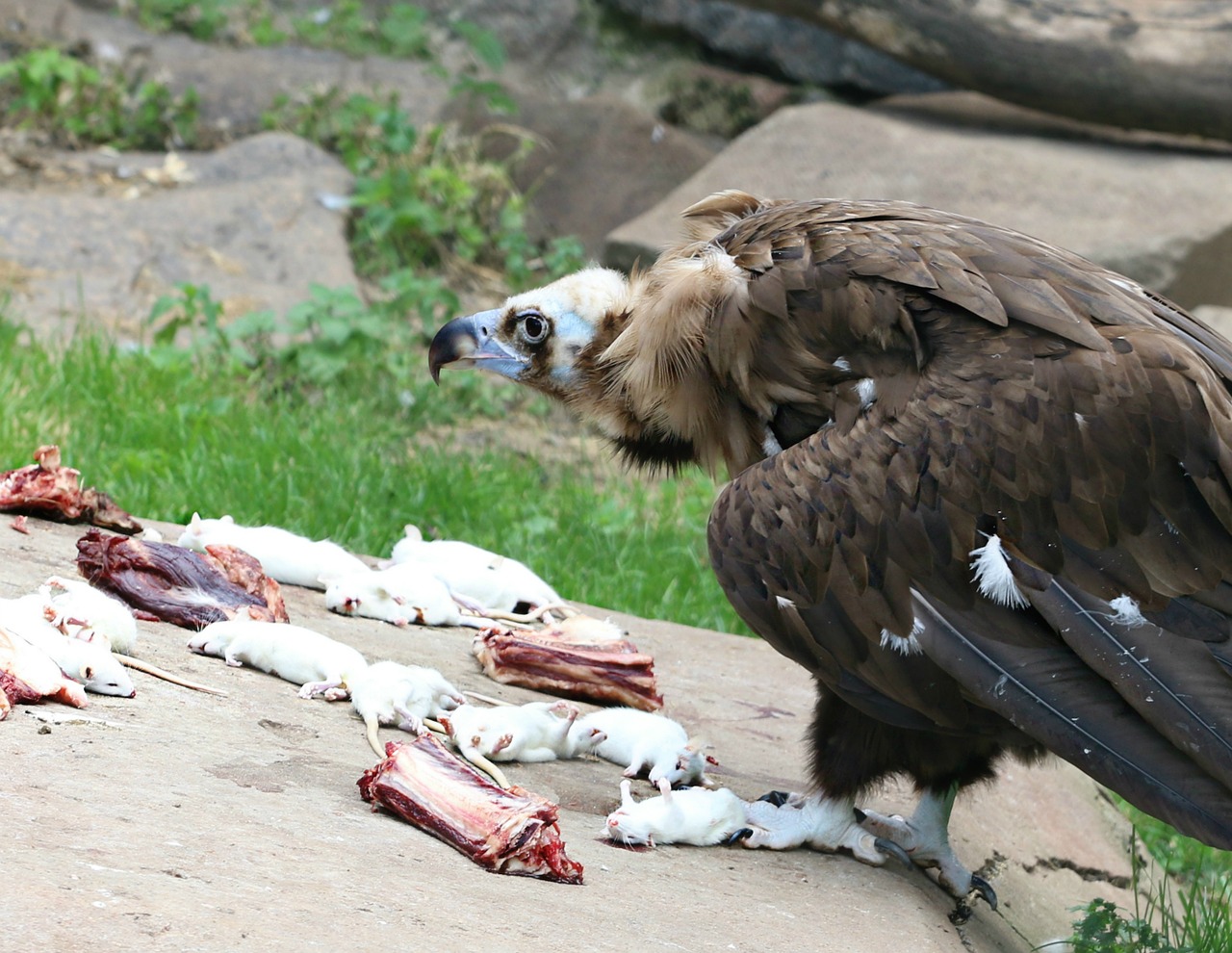 vulture eagle rat free photo