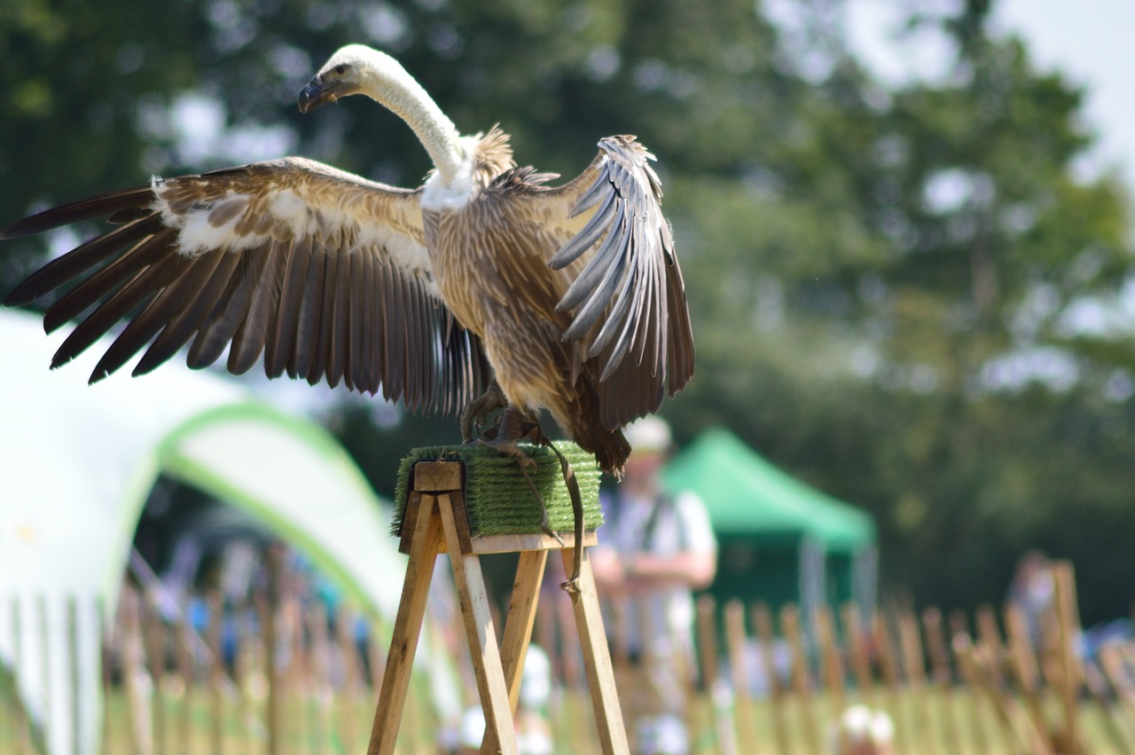 vulture bird wings free photo