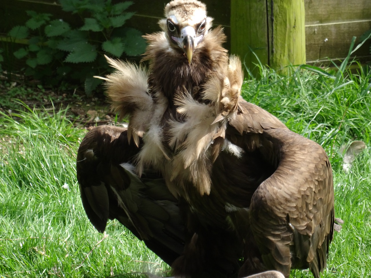 vulture feathers feather bower free photo