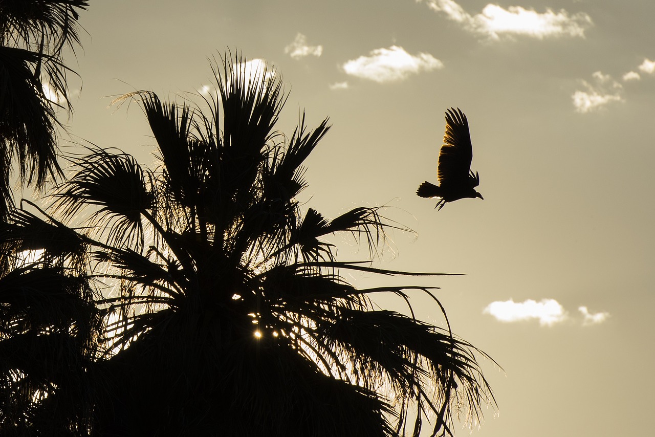 vulture silhouettes wildlife free photo