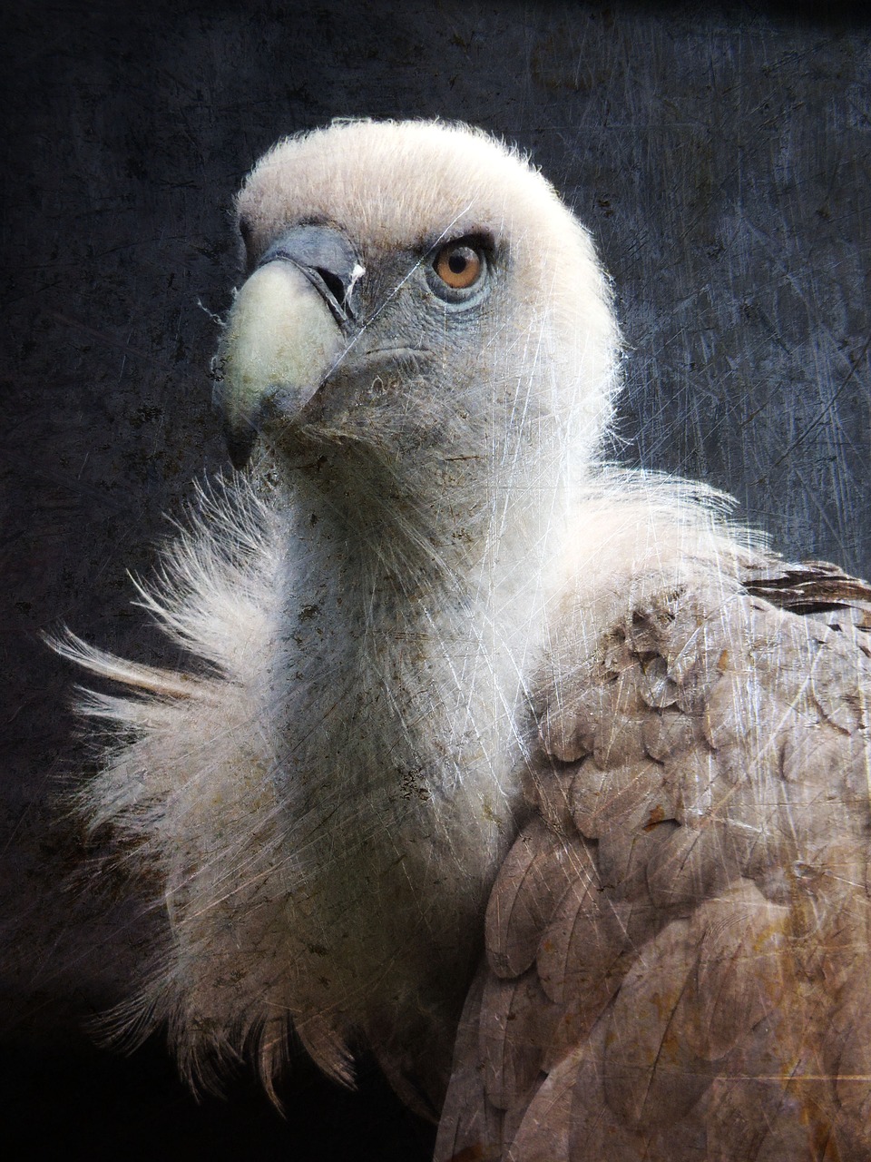 vulture bird bird of prey free photo