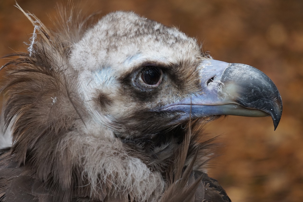 vulture head bird of prey free photo