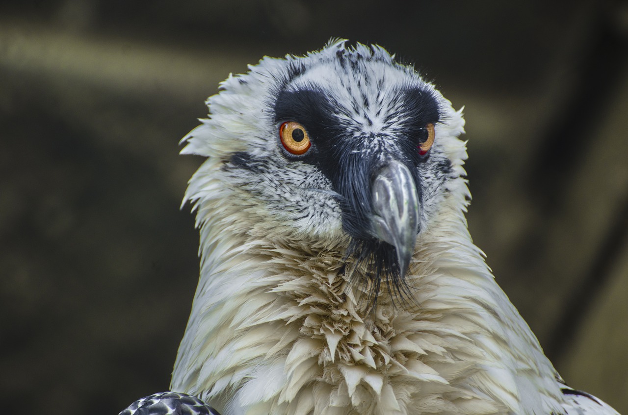 vulture animal animal portrait free photo