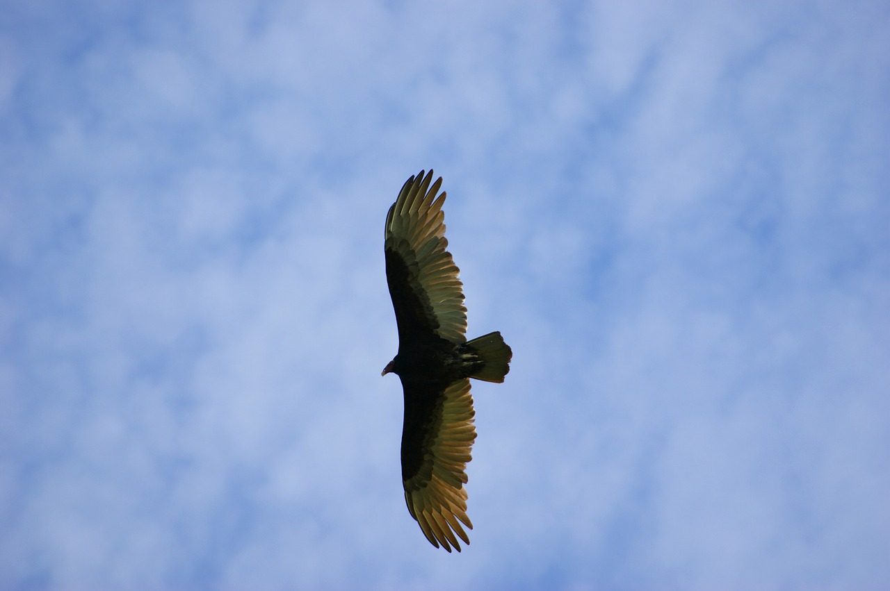 vulture sky clouds free photo