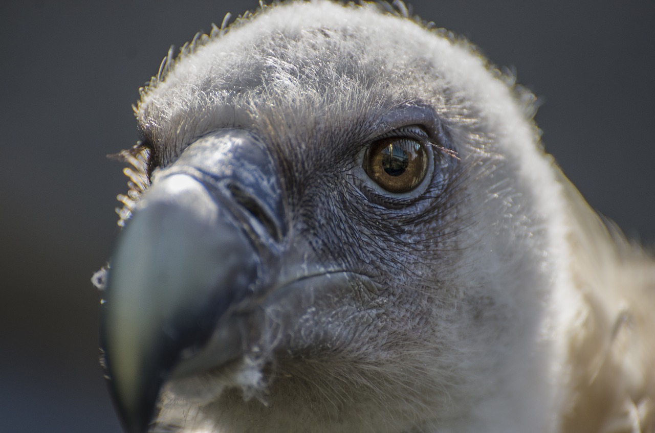 vulture bill bird free photo