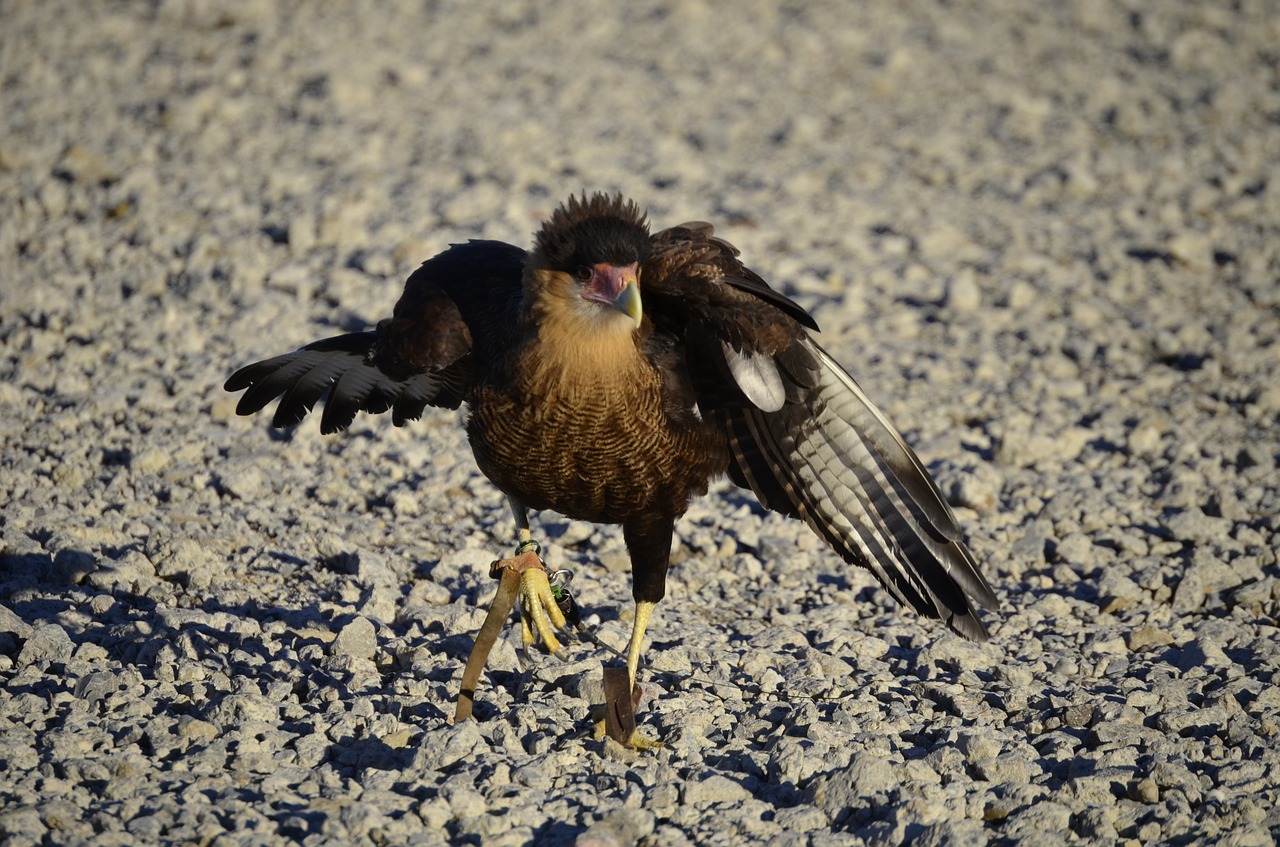 vulture raptor scavengers free photo