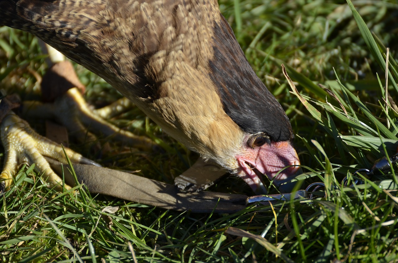 vulture raptor scavengers free photo