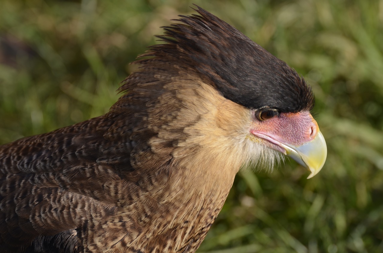 vulture raptor scavengers free photo