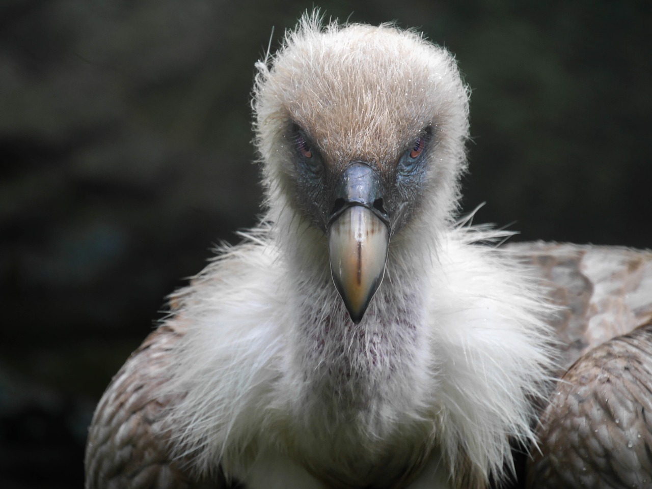 vulture bird nature free photo