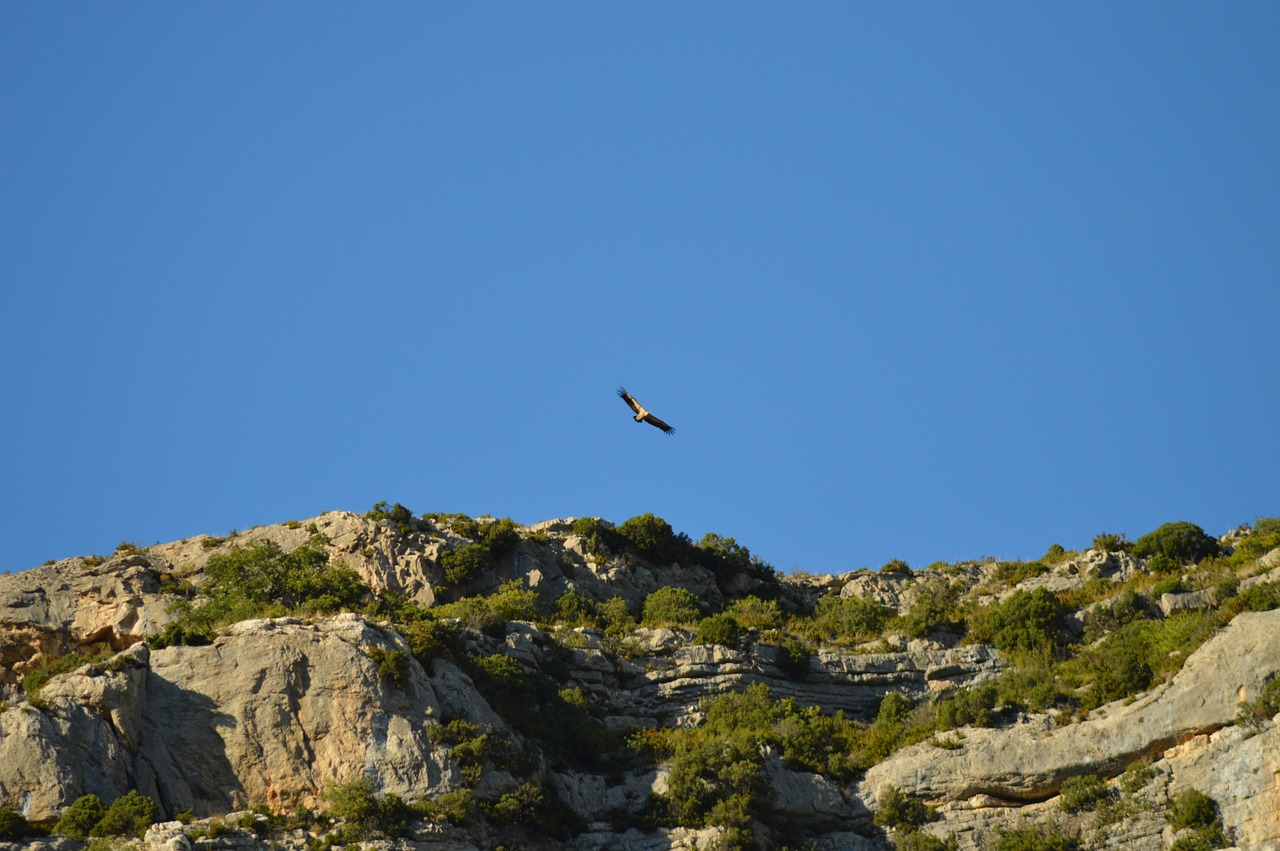 vulture birds raptor free photo