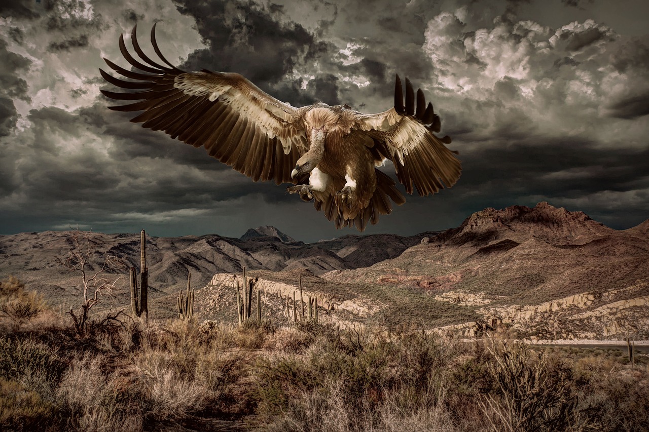 vulture bird fantasy free photo