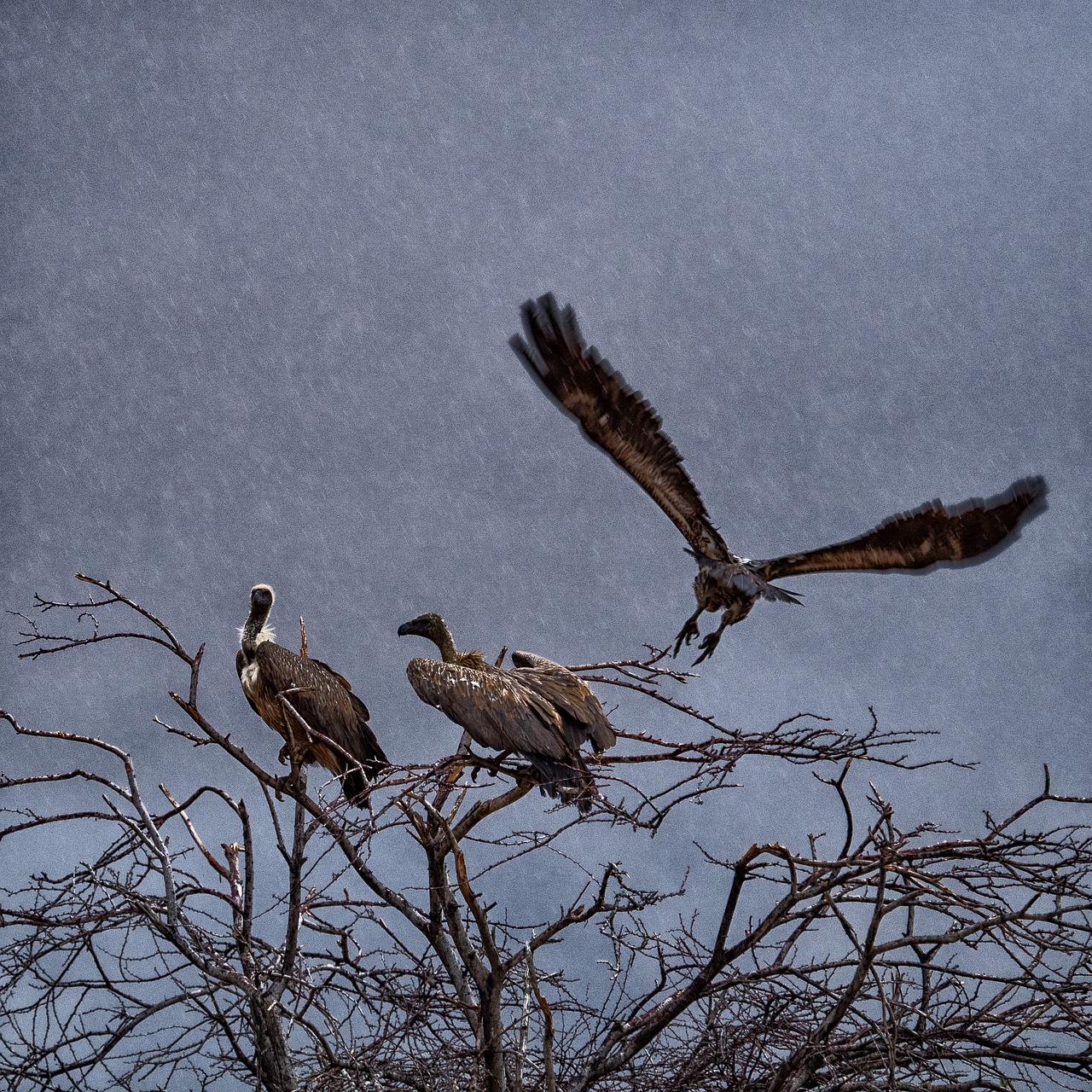 vulture flight rain free photo