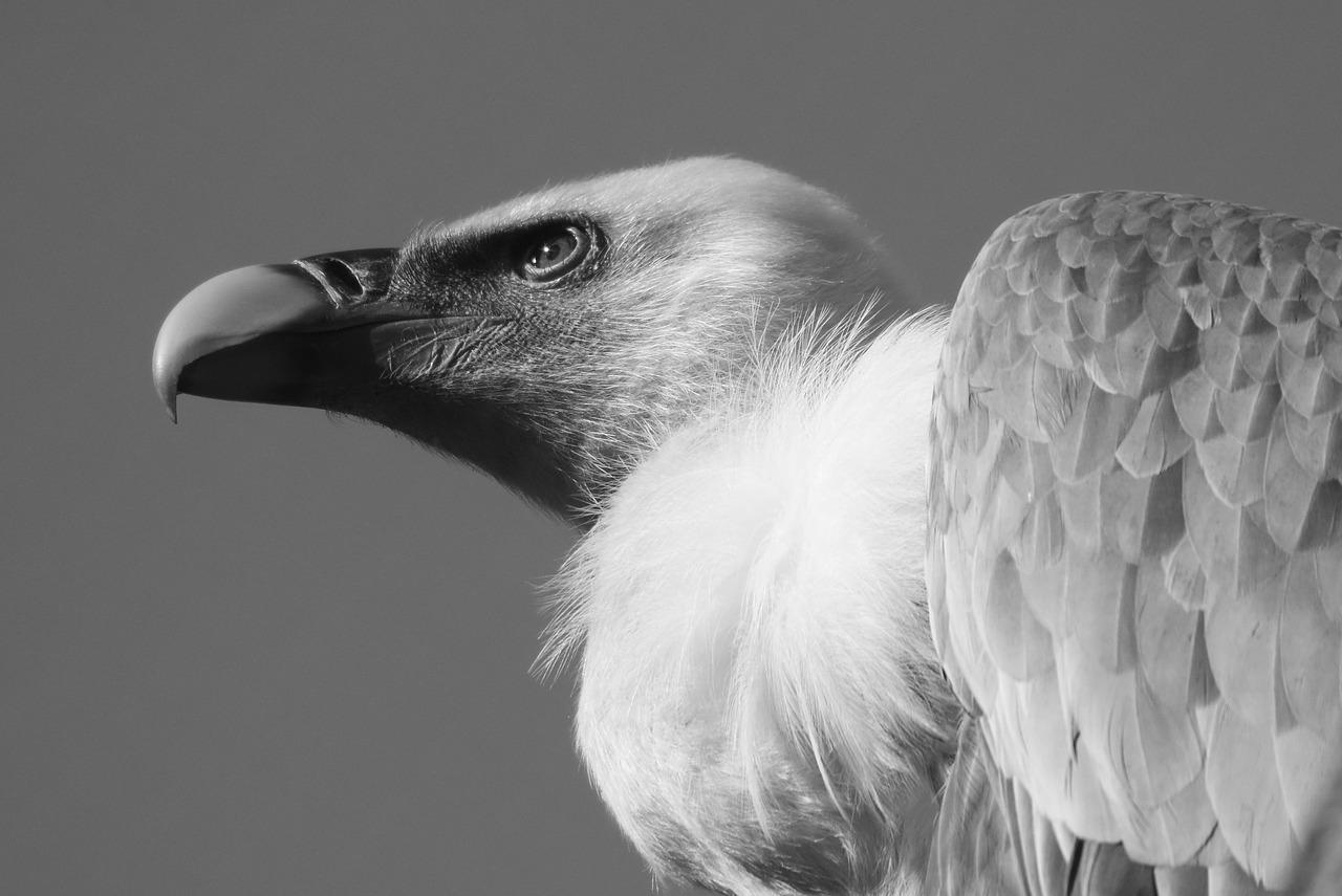 vulture bird predator free photo