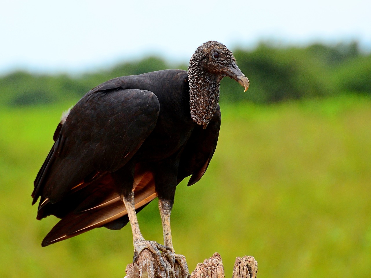 vulture brazil the pantanal free photo