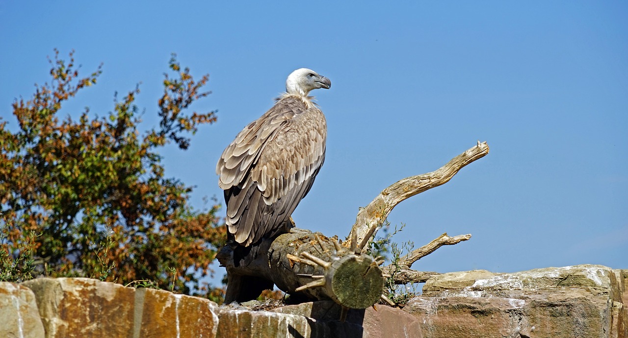 vulture bird animal world free photo