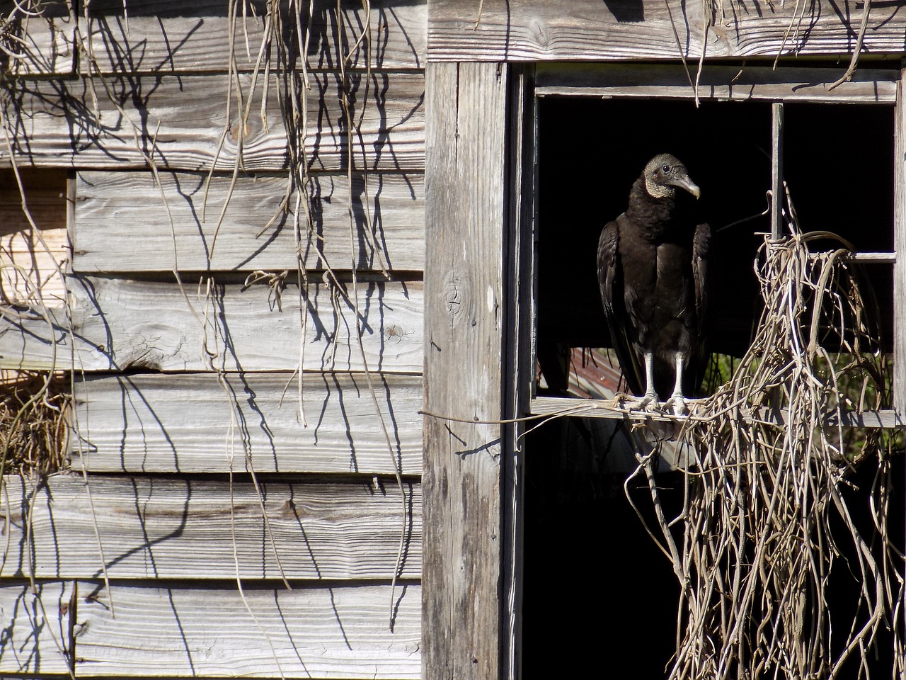 vulture death scavenger free photo