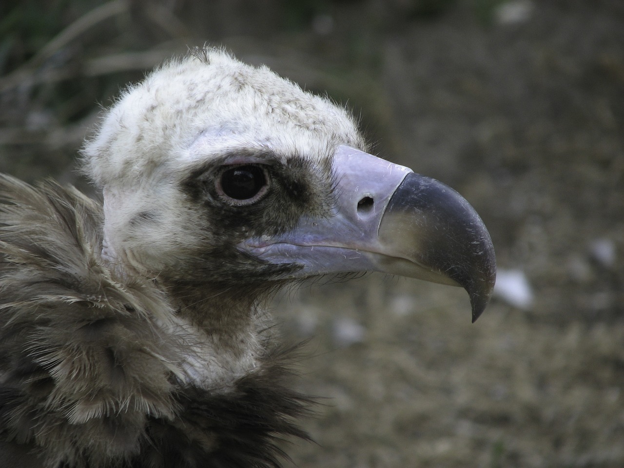 vulture bird scavengers free photo