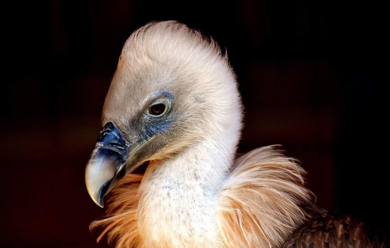 vulture bird bird of prey free photo