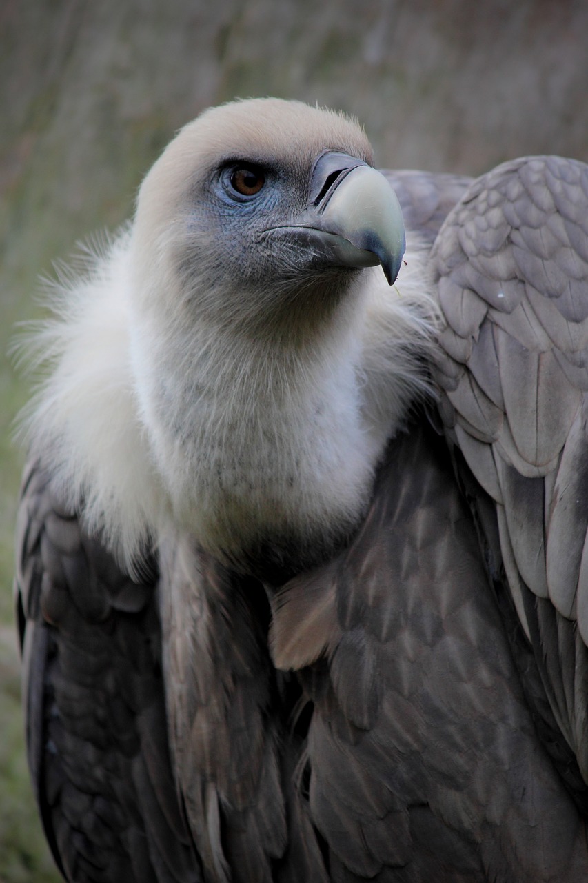vulture feathers bird free photo