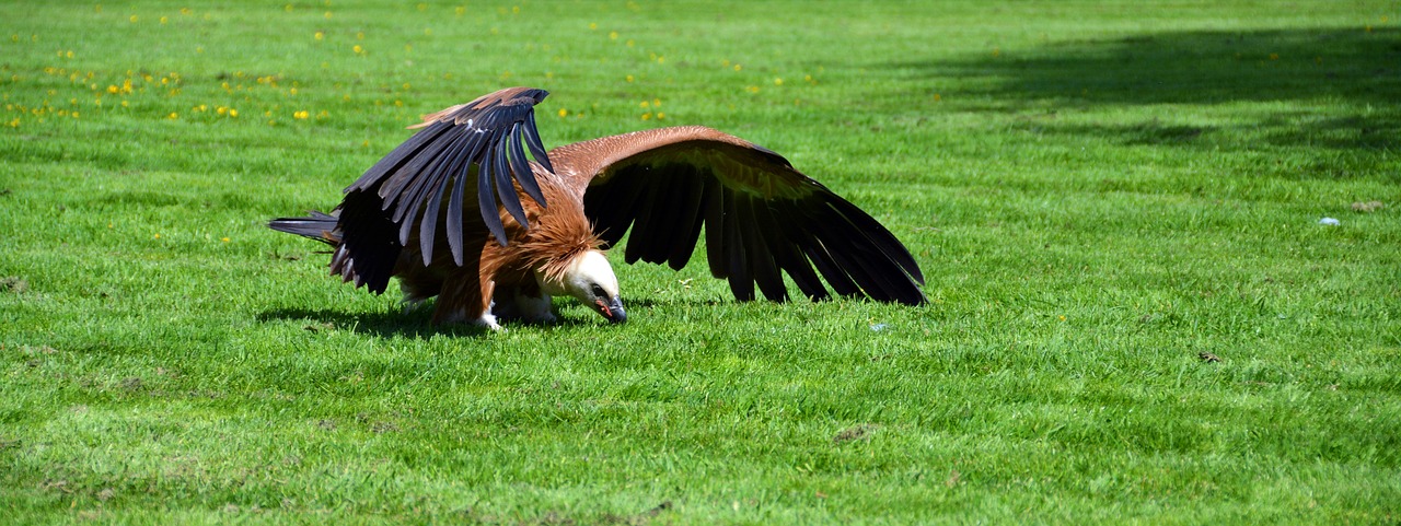 vulture bird scavengers free photo