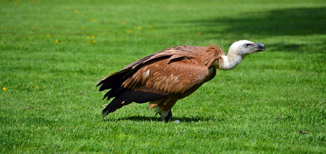 vulture bird scavengers free photo