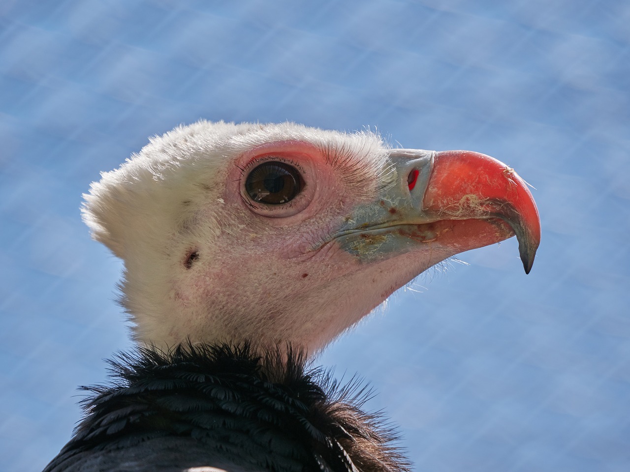 vulture bird scavengers free photo