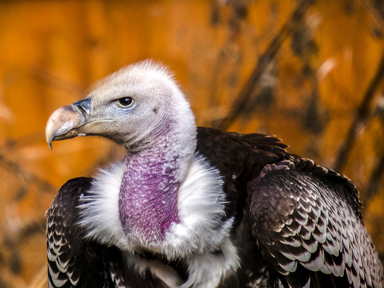 vulture bird nature free photo