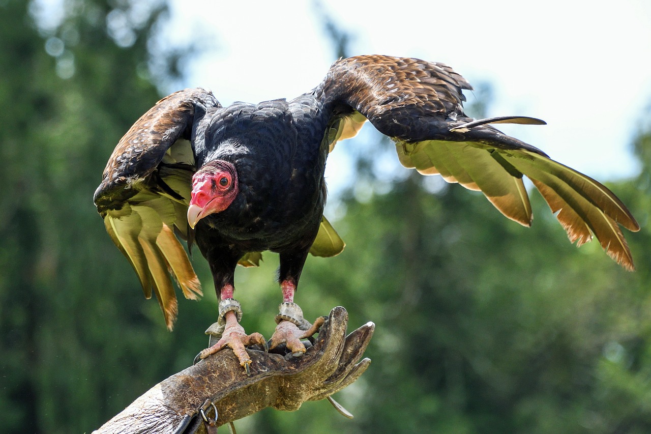 vulture scavenger bird of prey free photo