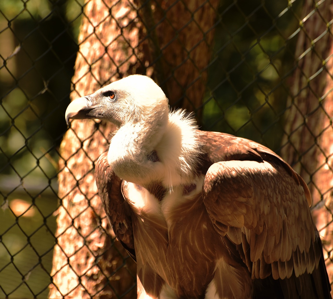 vulture feather bird free photo