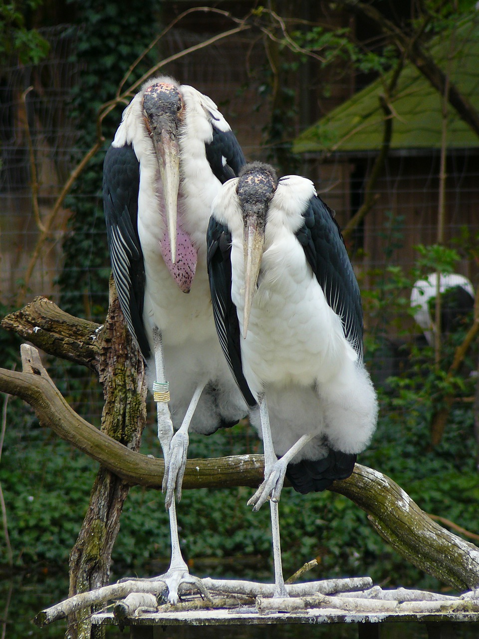 vulture scavengers animals free photo