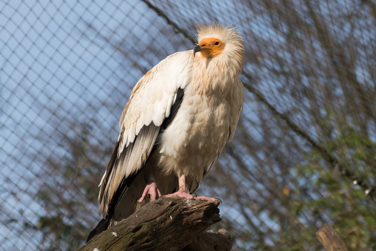 vulture zoo animal free photo