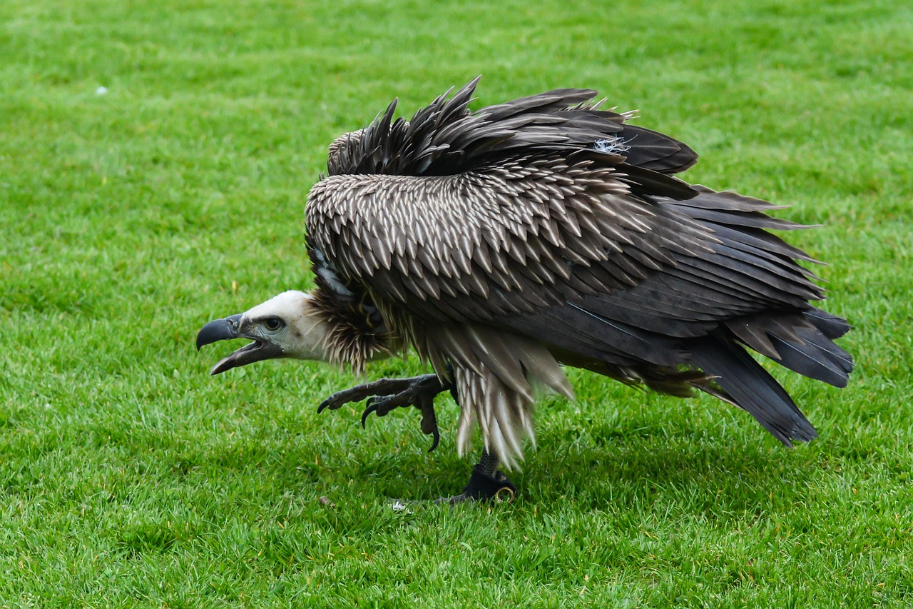 vulture bird of prey bird free photo