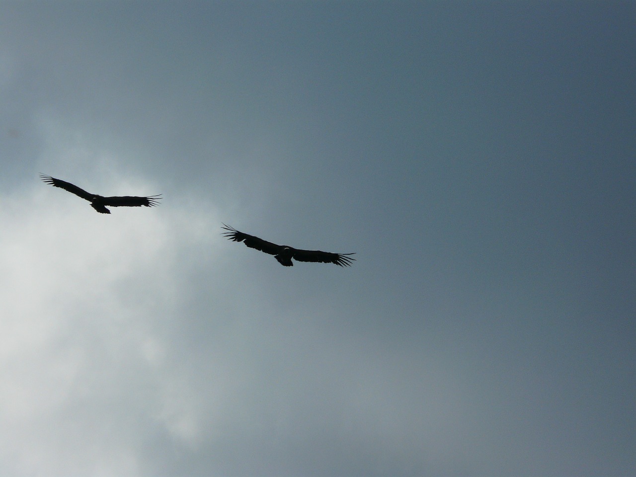 vulture raptor birds free photo