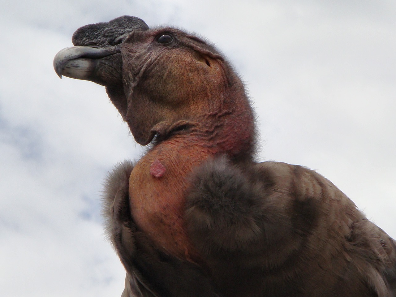 vulture bird bird of prey free photo