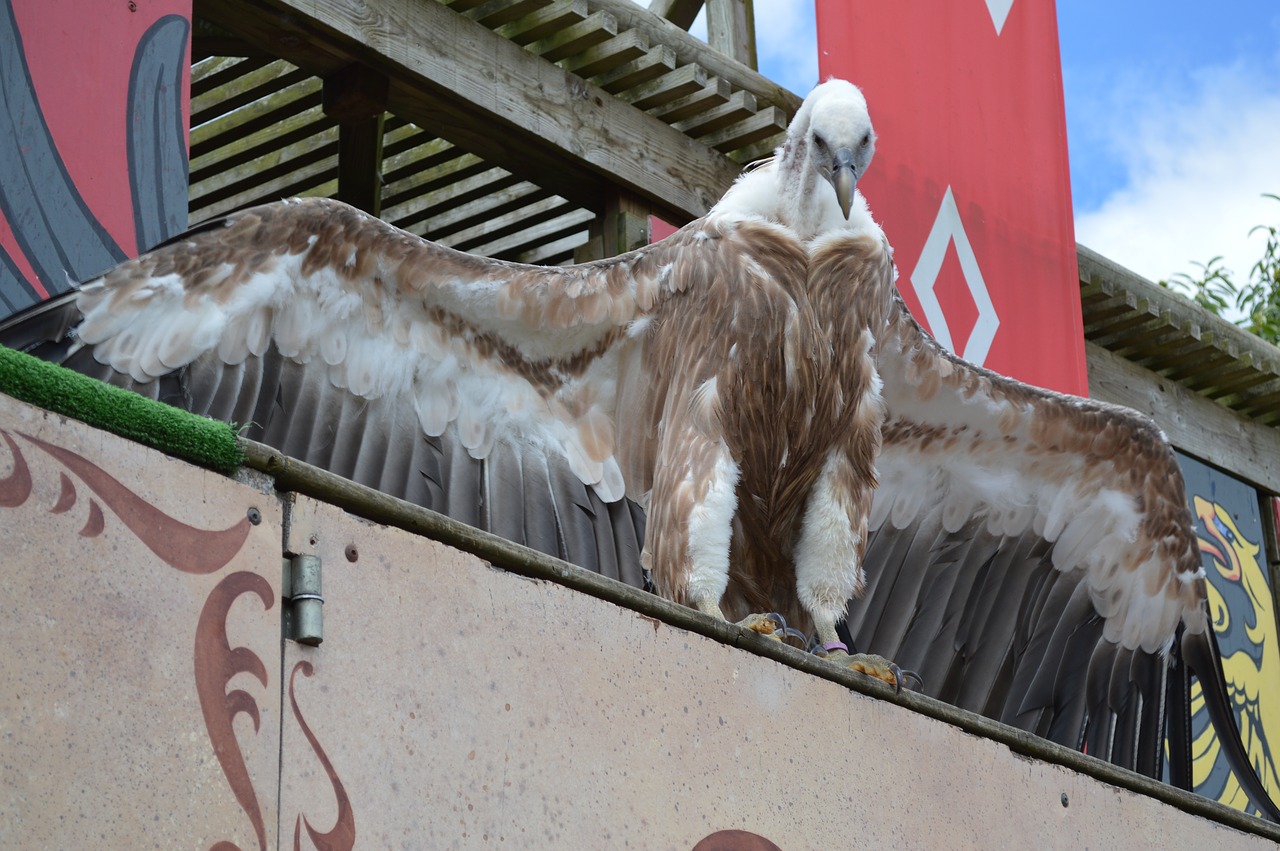 vulture bird griffon vulture free photo