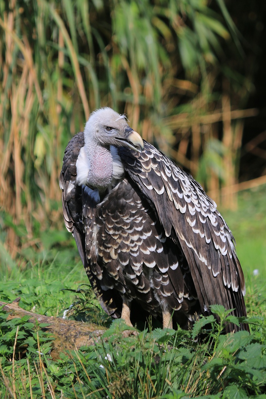 vulture raptor bird free photo