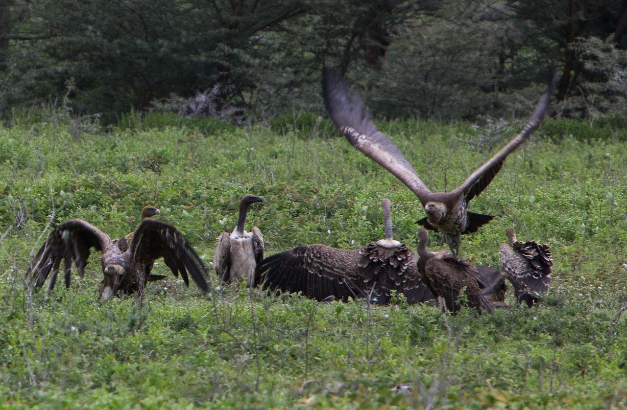 vulture kill nature free photo