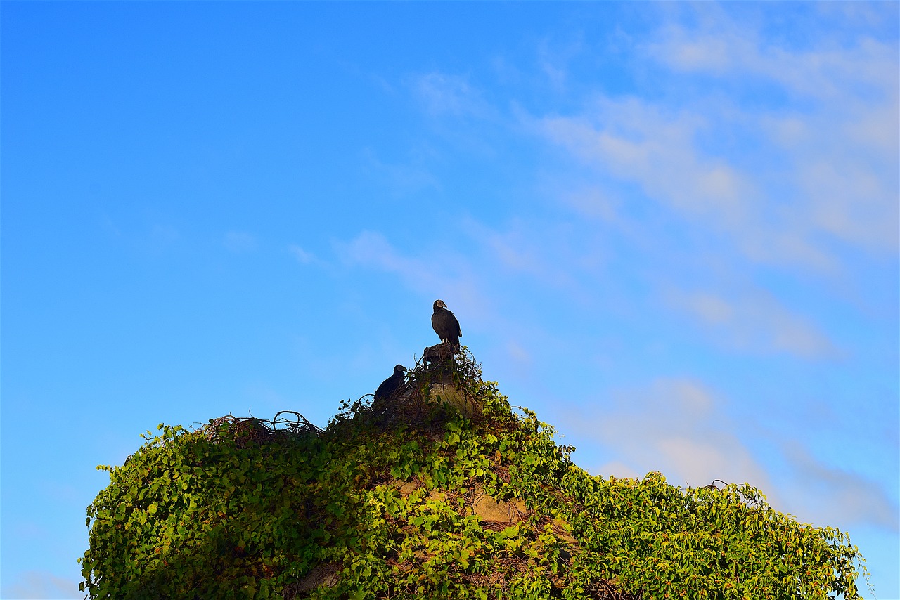 vulture silo morning free photo