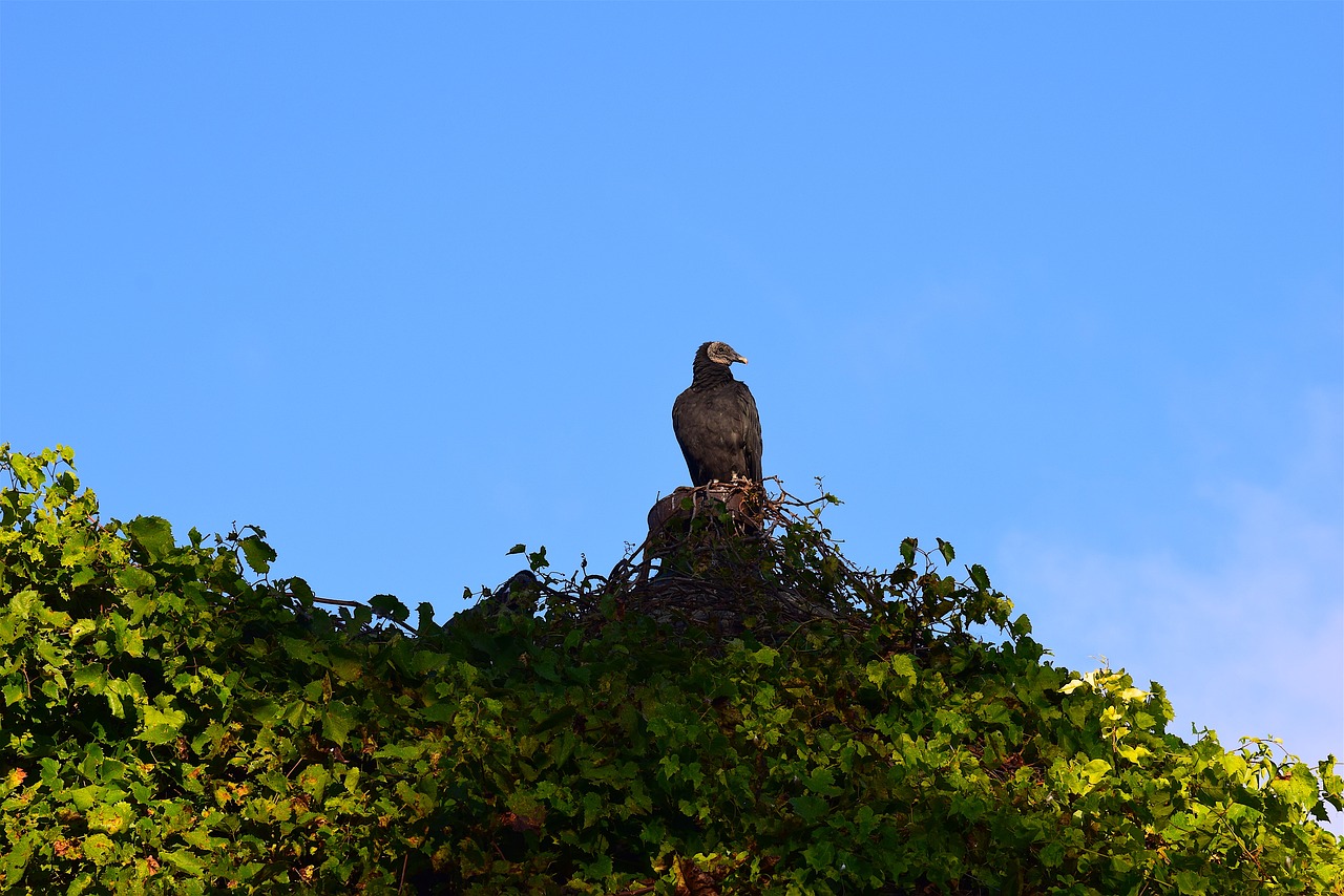 vulture silo morning free photo