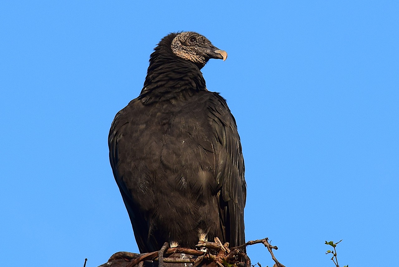 vulture perching silo free photo