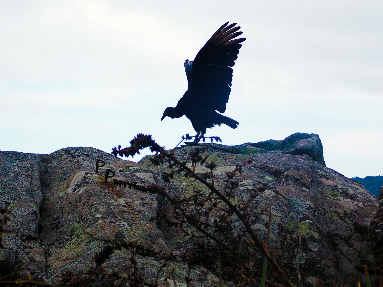 vulture black bird forest free photo