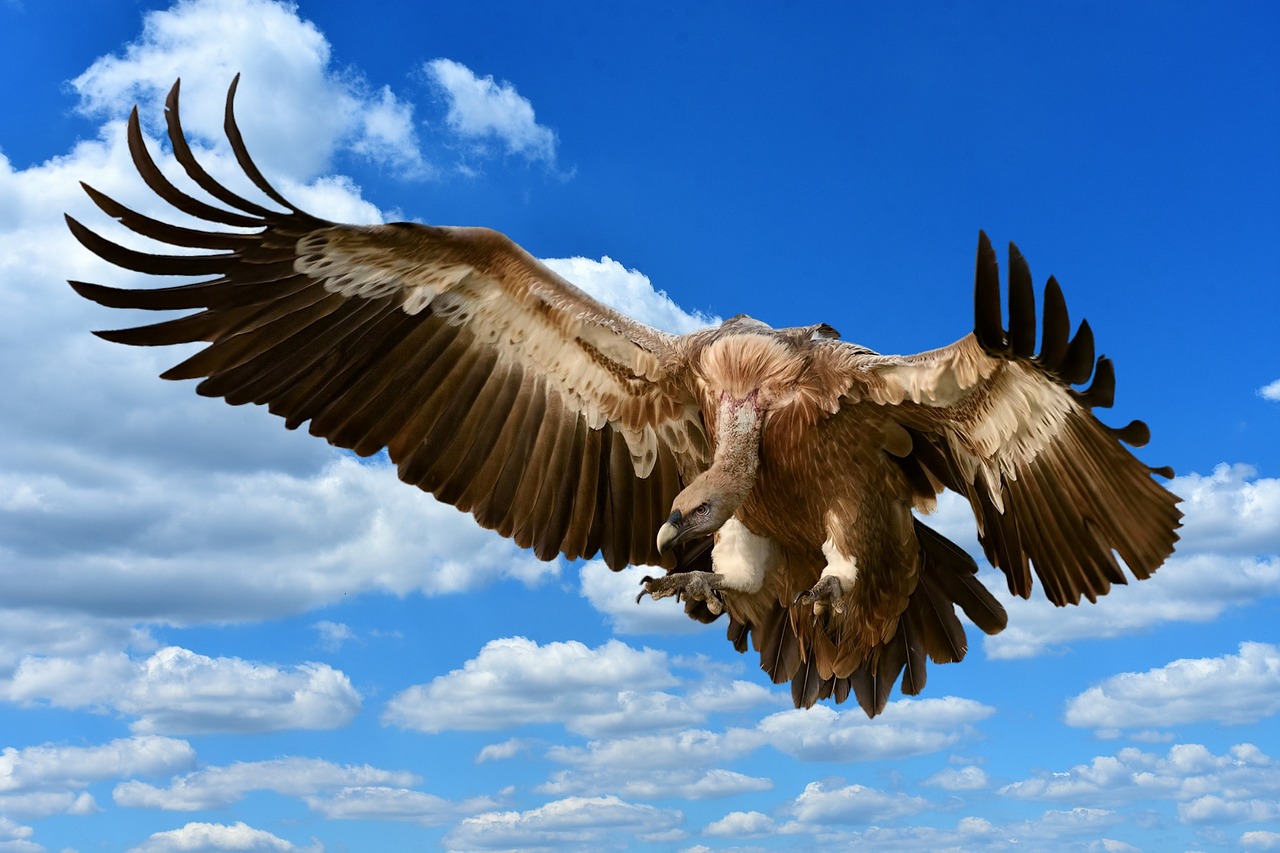 vulture bird prey free photo