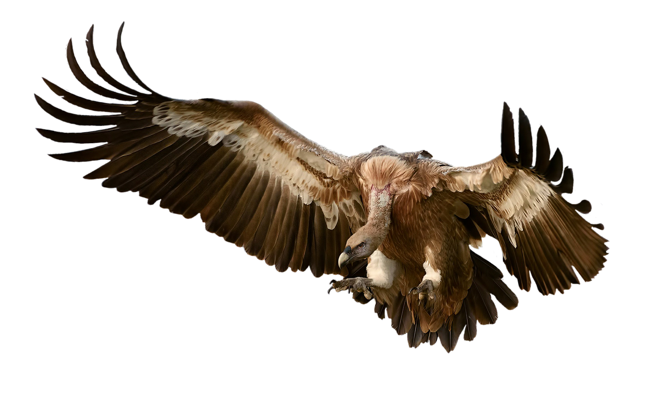 vulture bird prey free photo